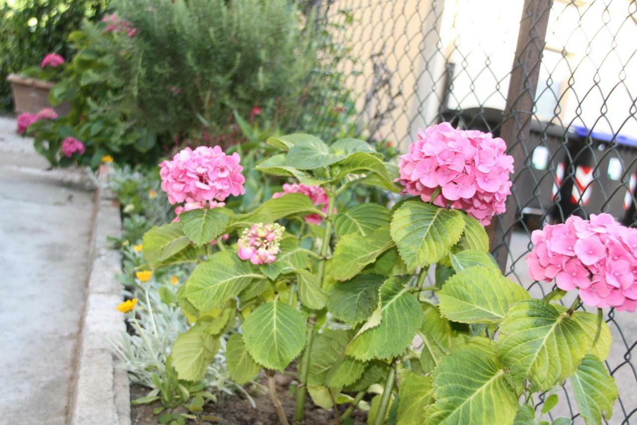Pisa Town Bed & Breakfast Exterior foto