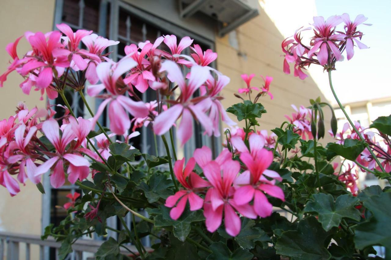 Pisa Town Bed & Breakfast Exterior foto